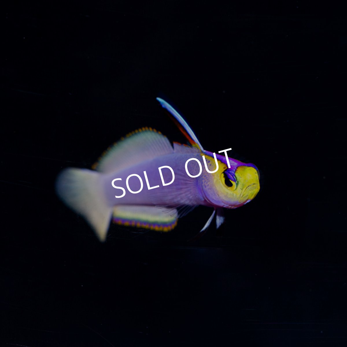 画像2: パープルファイヤーゴビー (2)