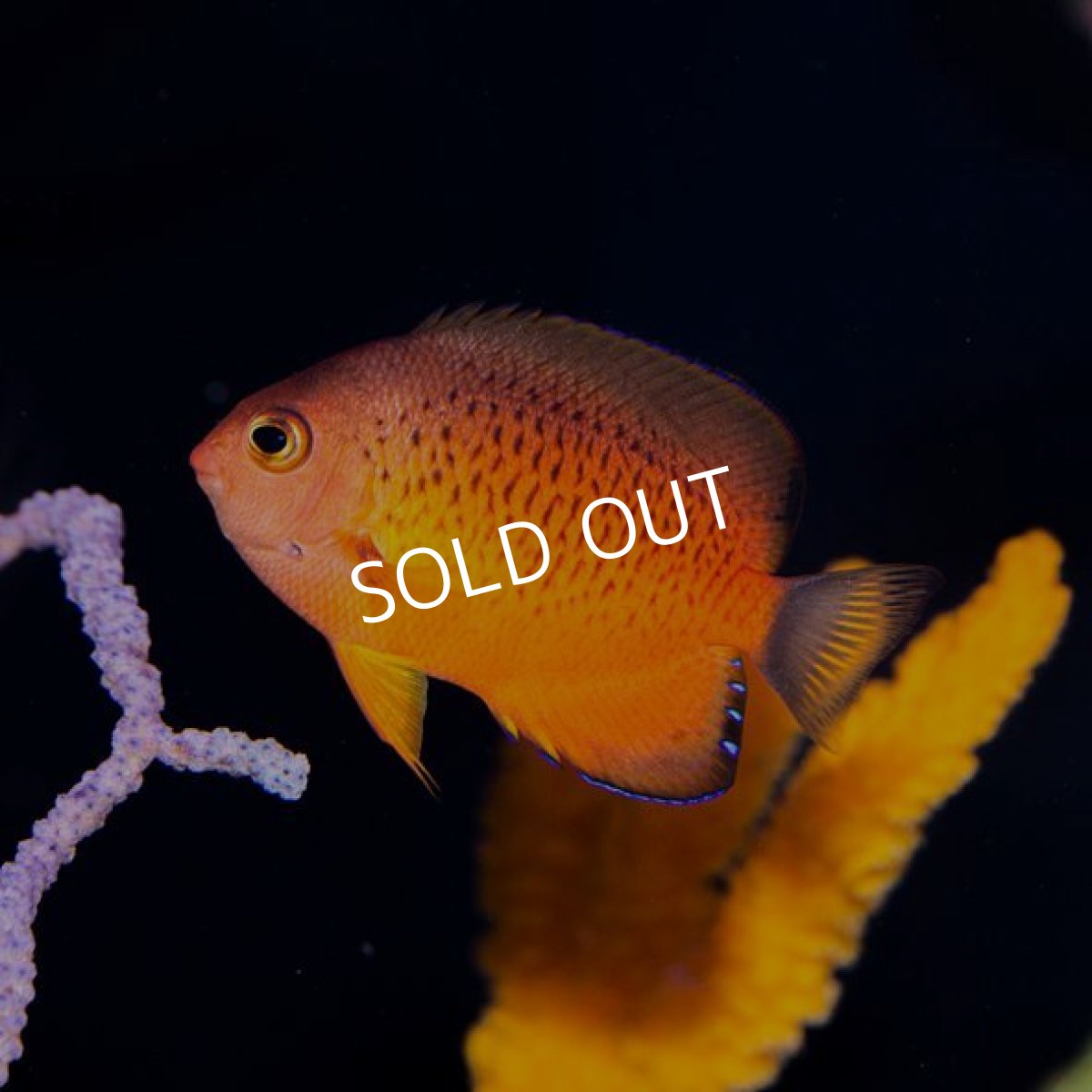 画像2: ダイダイヤッコ ? (2)