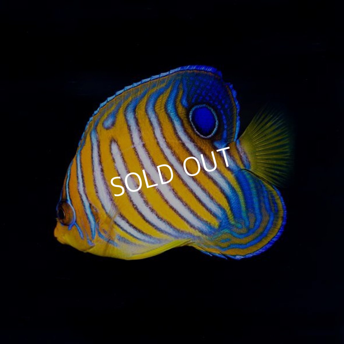 画像2: インドニシキヤッコ No.2　MS モルディブ (2)