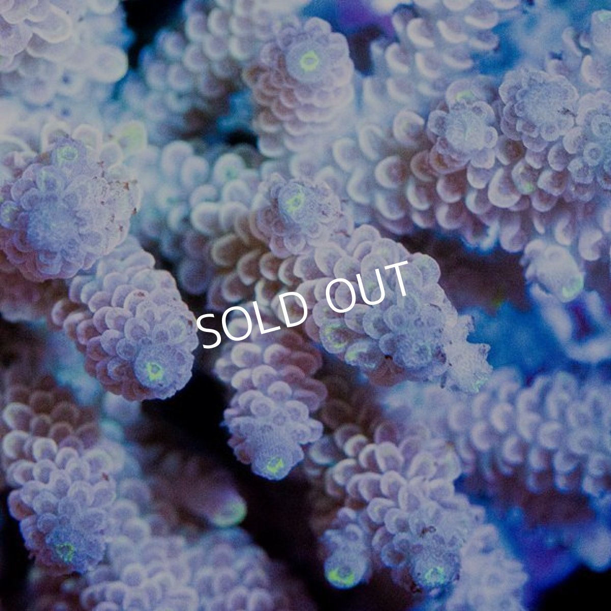 画像2: ミドリイシ インドネシア No.1 (2)