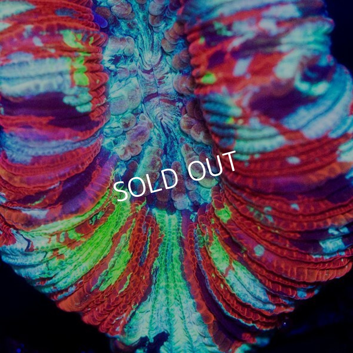 画像2: オオバナサンゴ インドネシア  No.10 (2)