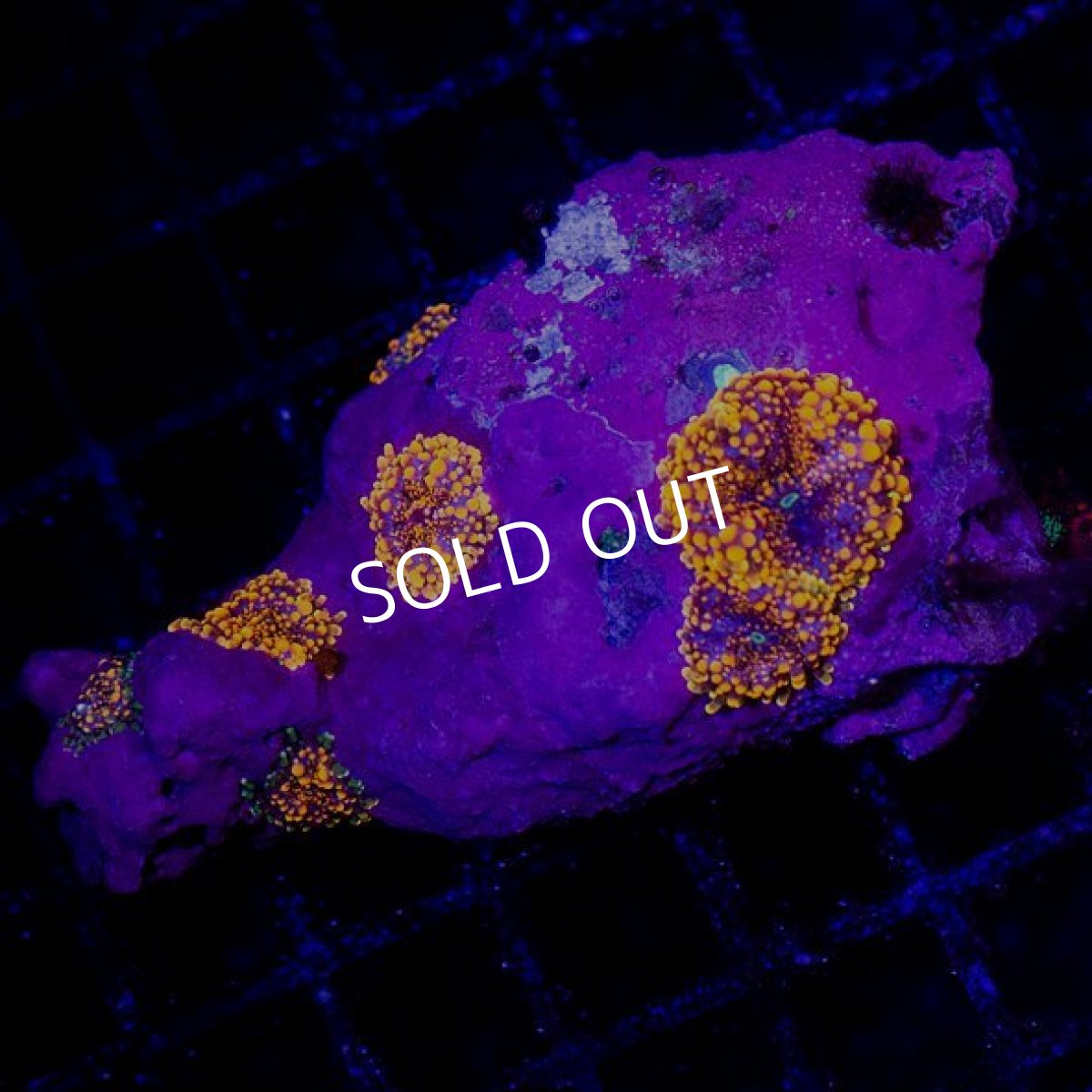 画像2: バブルディスク インドネシア No.1 (2)