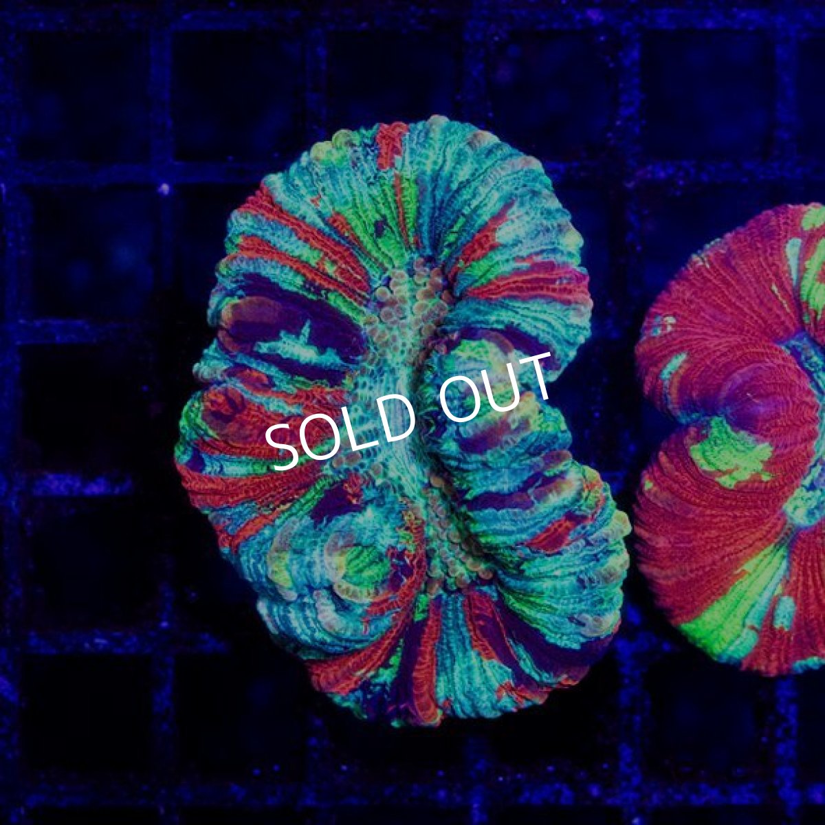 画像2: オオバナサンゴ インドネシア  No.8 (2)