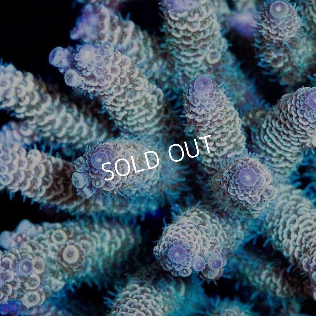 画像2: ミドリイシ インドネシア No.3 (2)