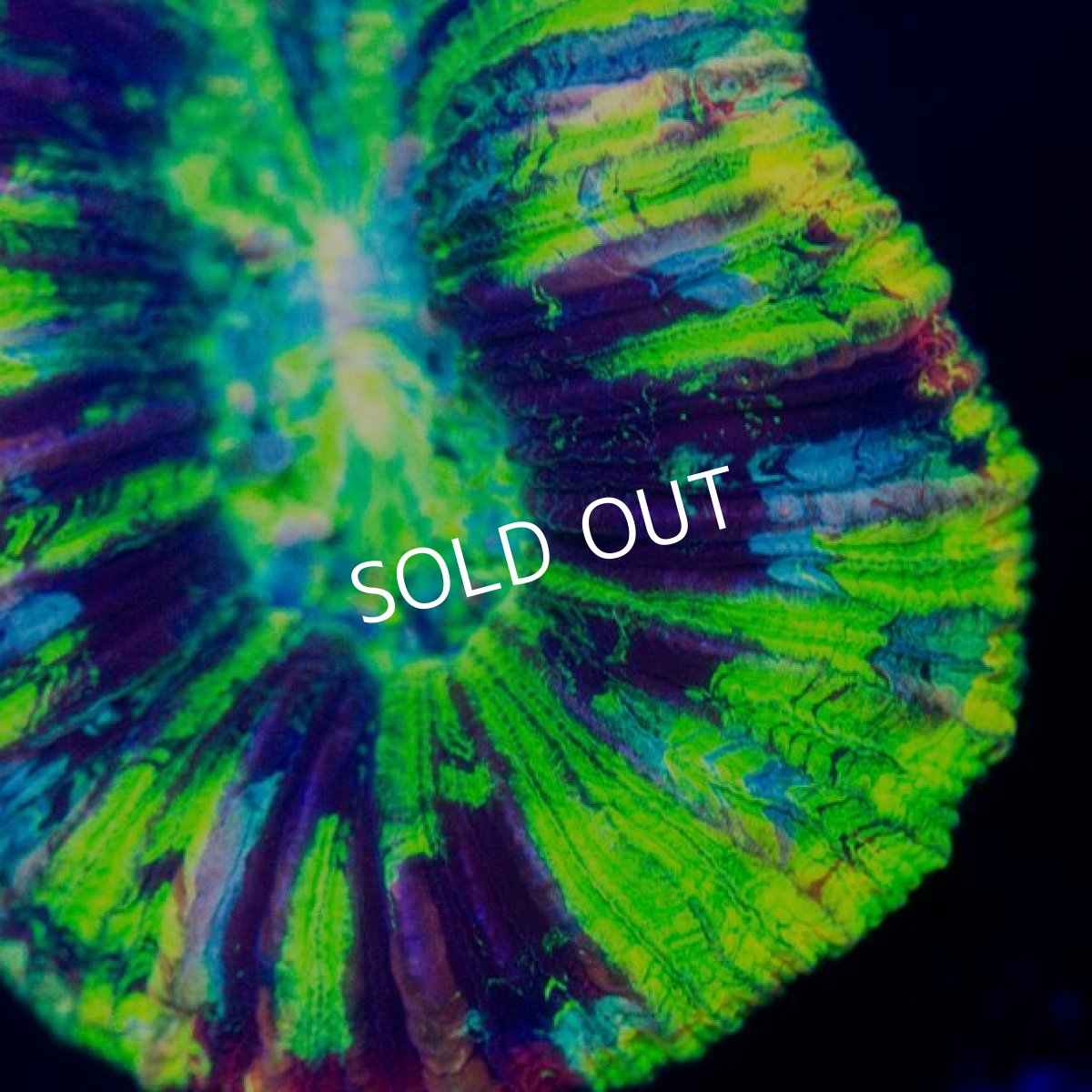 画像2: オオバナサンゴ インドネシア  No.11 (2)