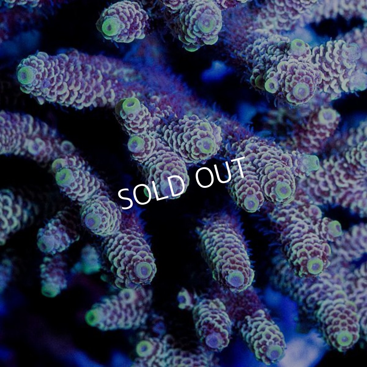 画像2: ミドリイシ インドネシア No.5 (2)