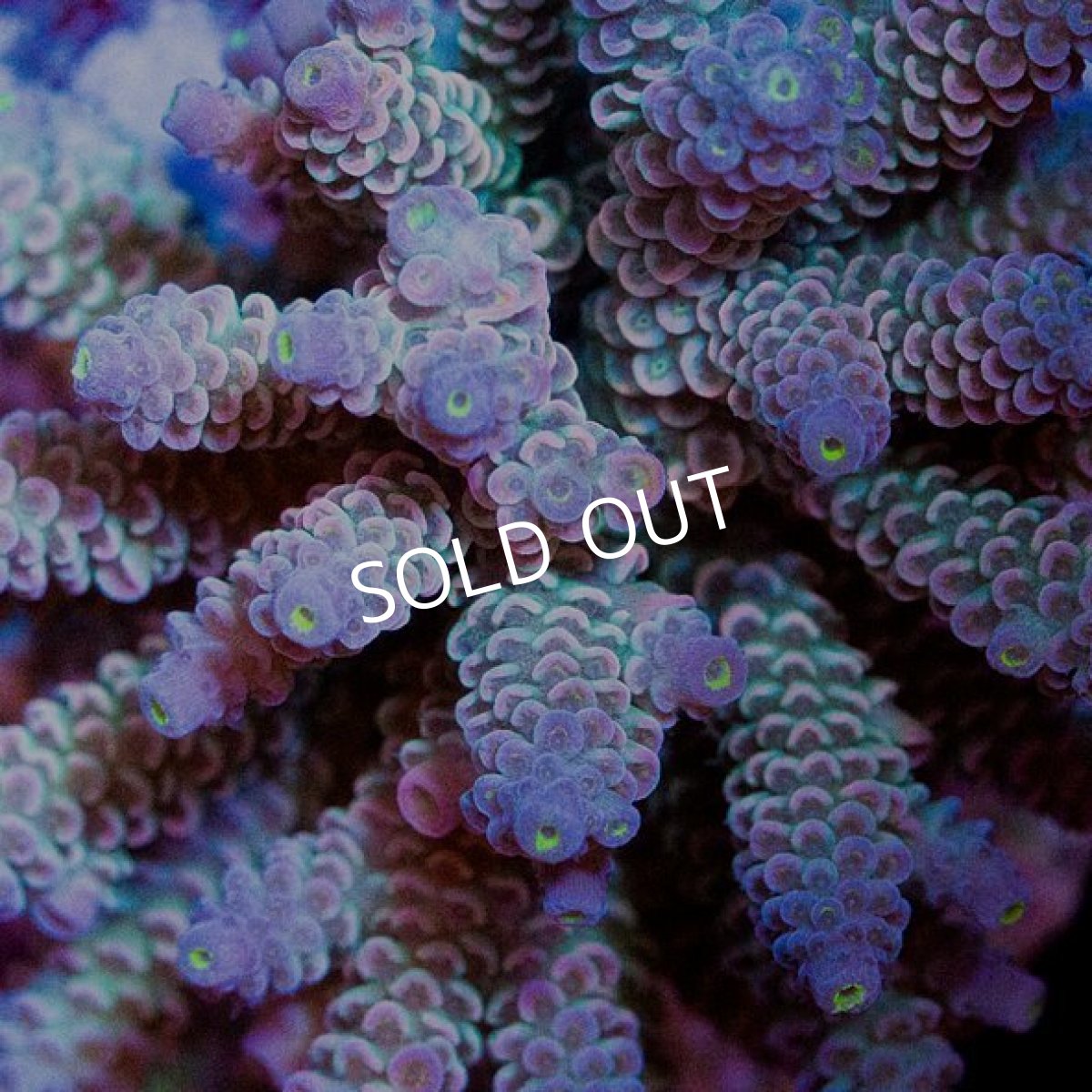 画像2: ミドリイシ インドネシア No.2 (2)