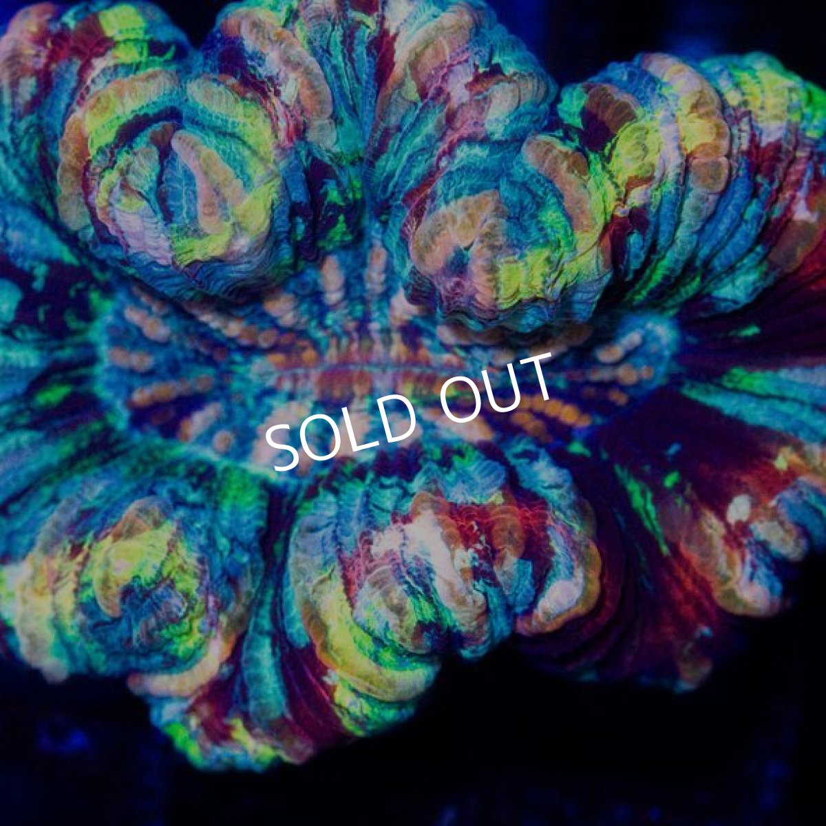 画像2: オオバナサンゴ インドネシア  No.5 (2)