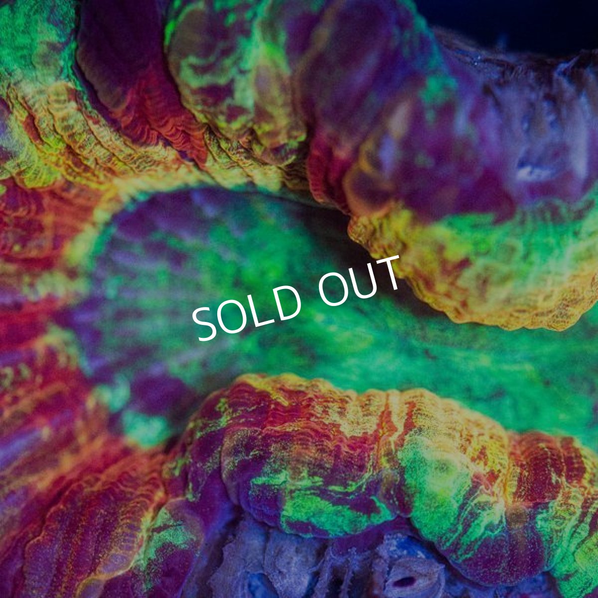 画像2: オオバナサンゴ インドネシア  No.3 (2)