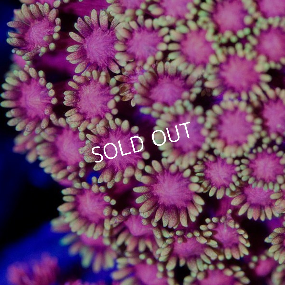 画像2: ハナガササンゴ プレミアム インドネシア No.1 (2)