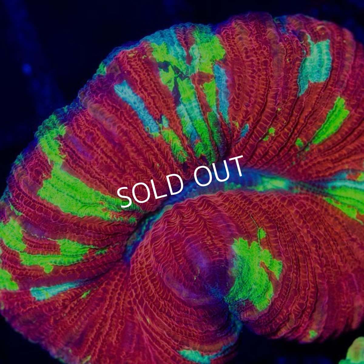 画像2: オオバナサンゴ インドネシア  No.9 (2)