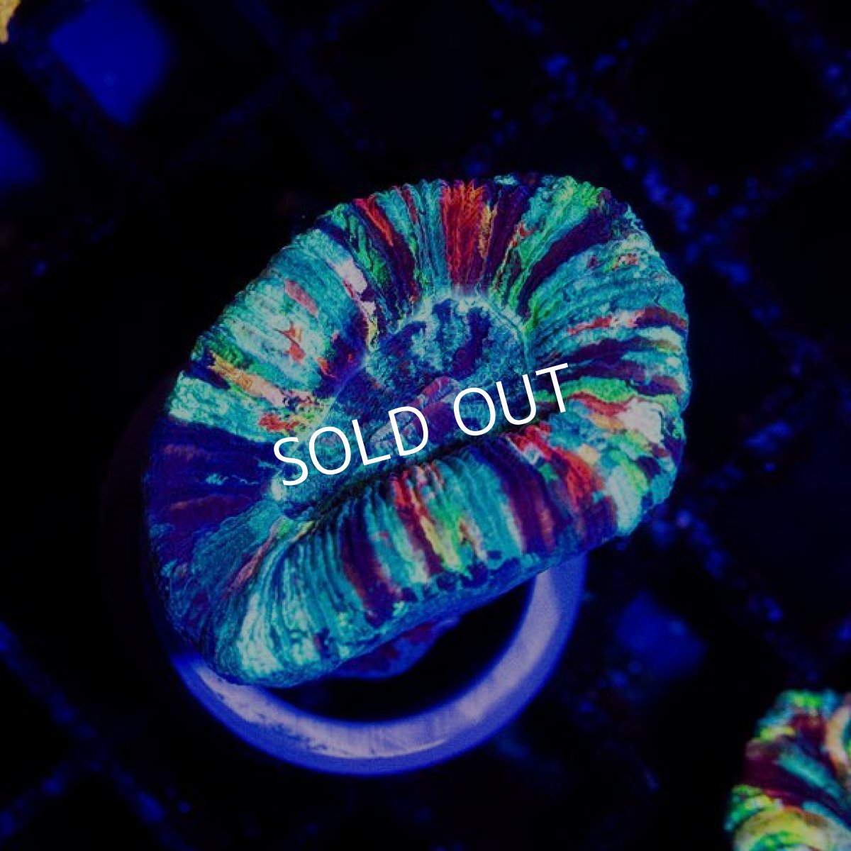 画像2: オオバナサンゴ IDN  No.6 (2)