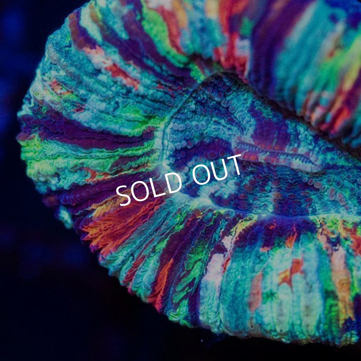 画像3: オオバナサンゴ IDN  No.6 (3)