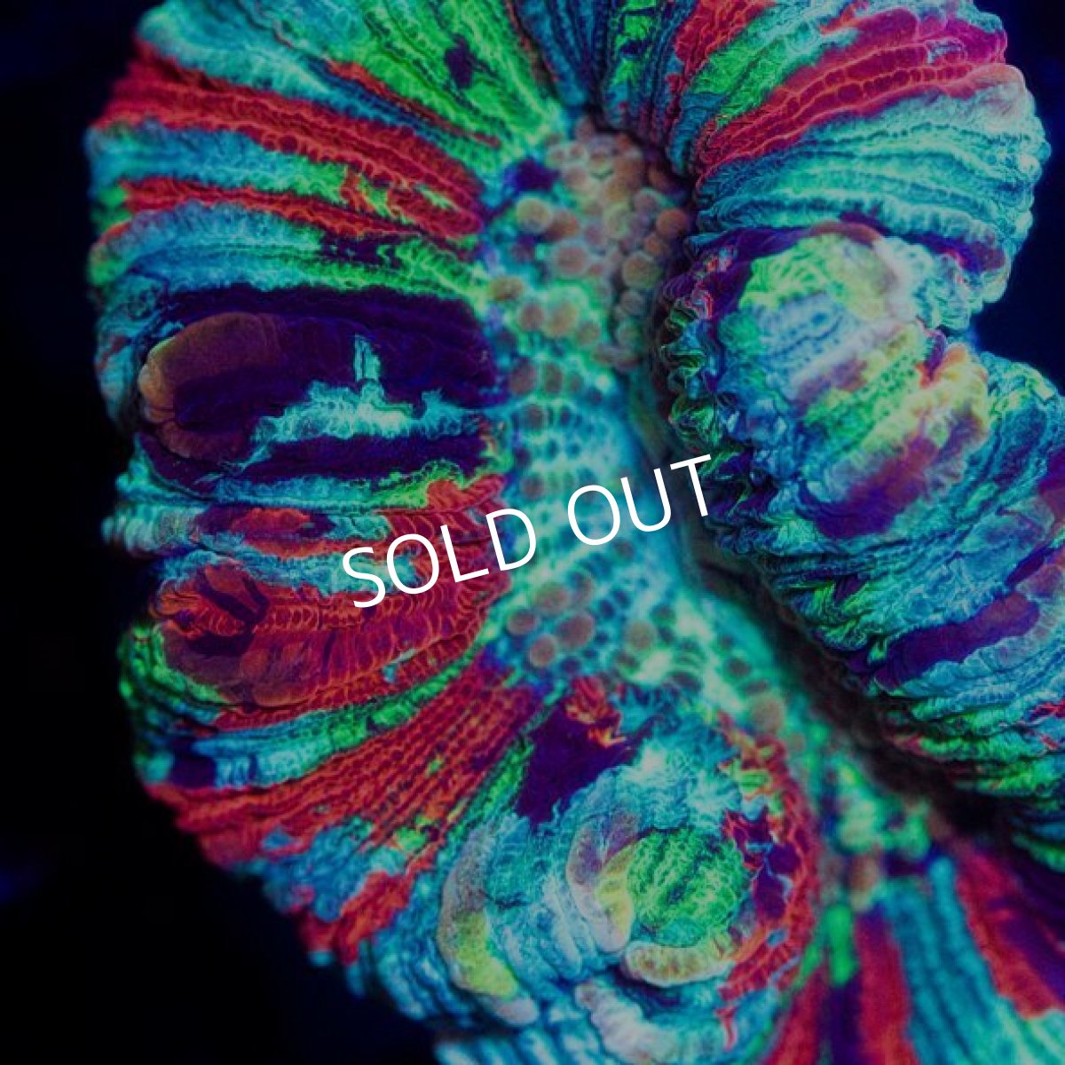 画像3: オオバナサンゴ インドネシア  No.8 (3)