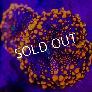 セレクト・ディスクコーラル - 海水魚専門店 ceppo onlinestore