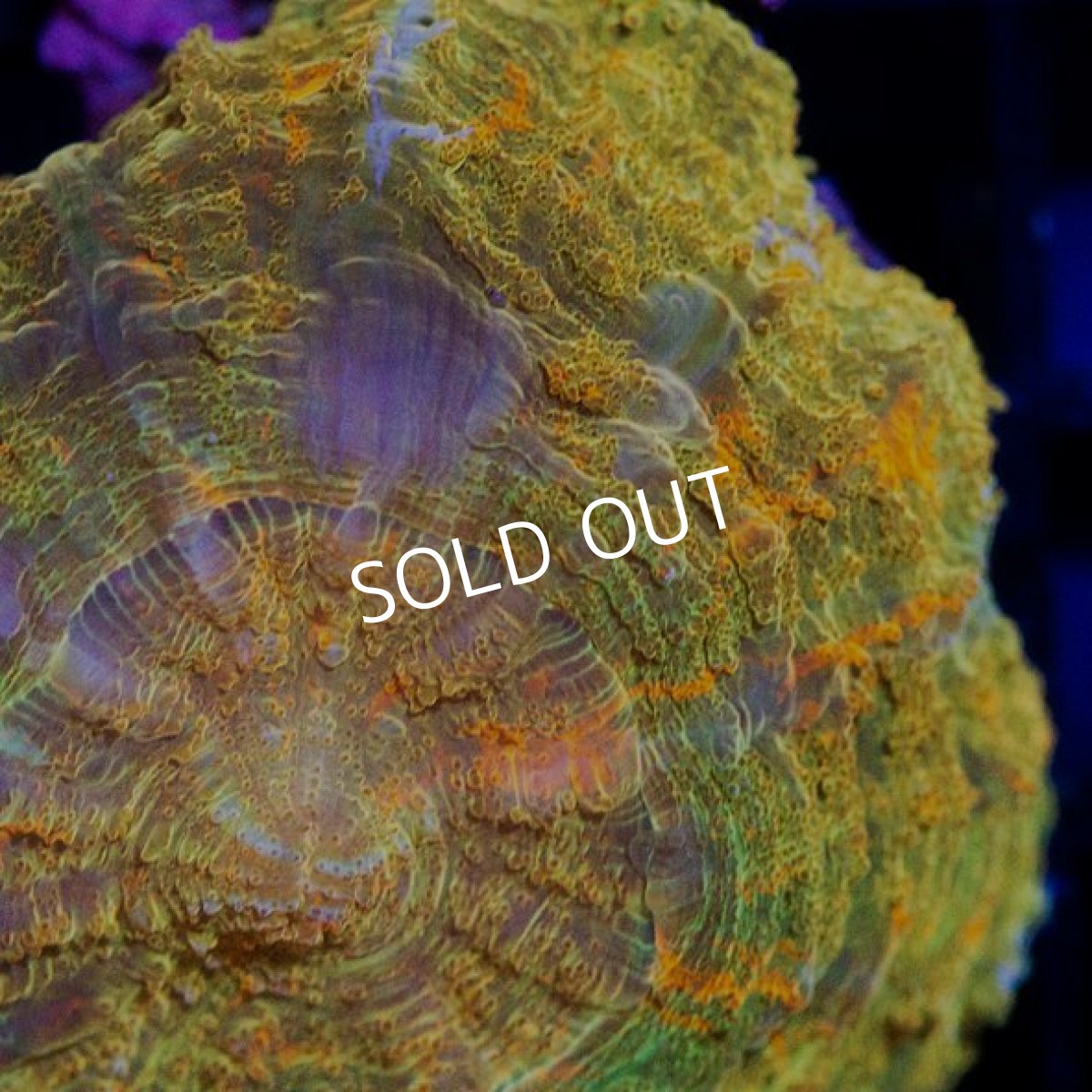 画像2: アザミハナガタサンゴ S-size プレミアム インドネシア (2)