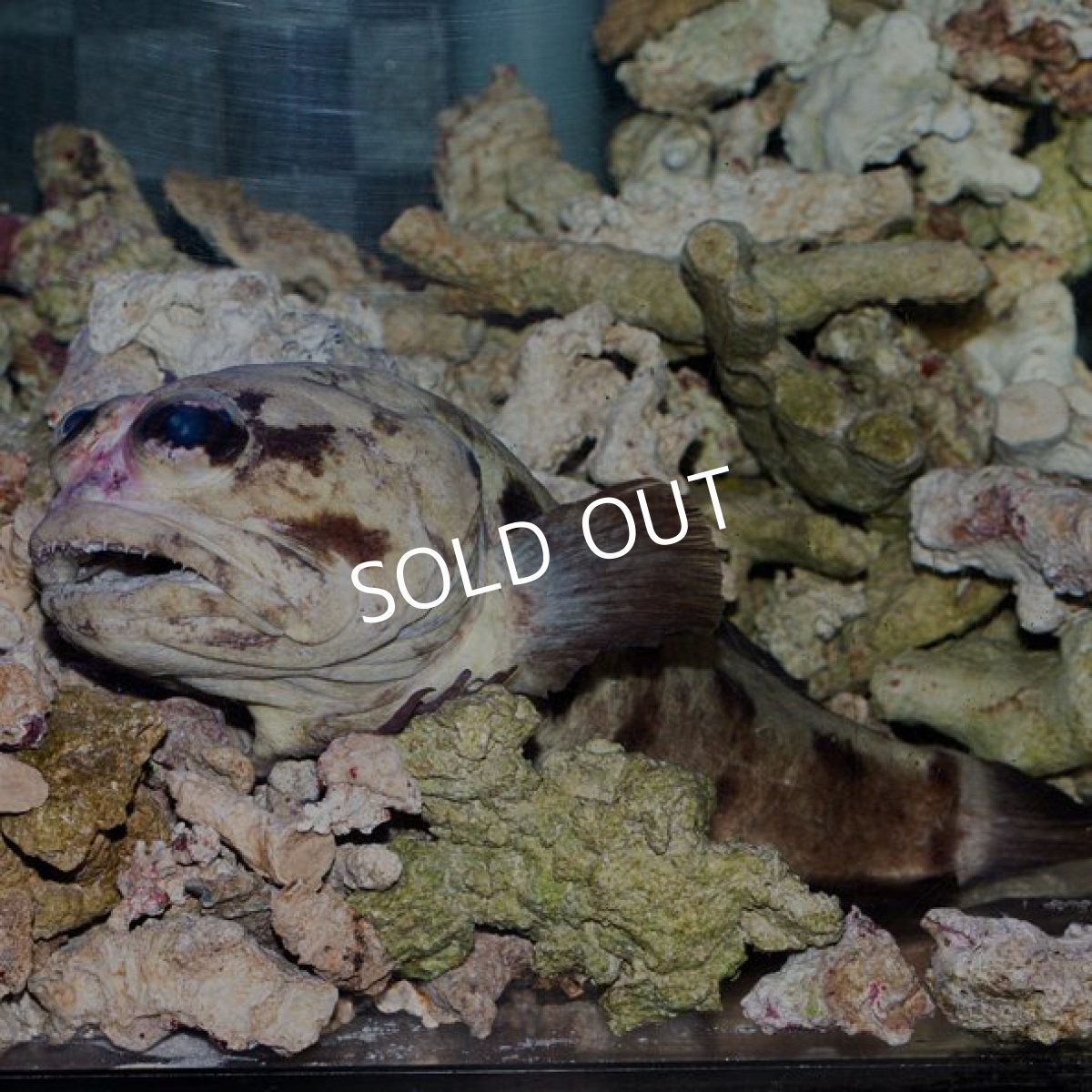 画像2: パプアンジョーフィッシュ No.2 (2)