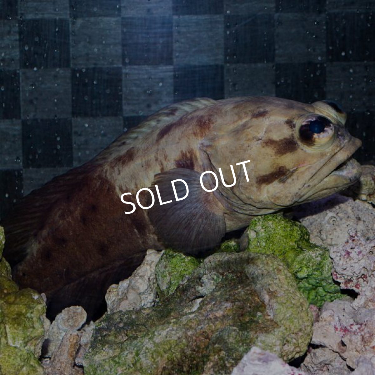 画像2: パプアンジョーフィッシュ No.1 (2)