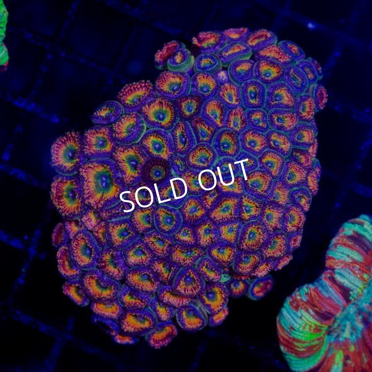 画像2: マメスナギンチャク　プレミアム　IDN (2)