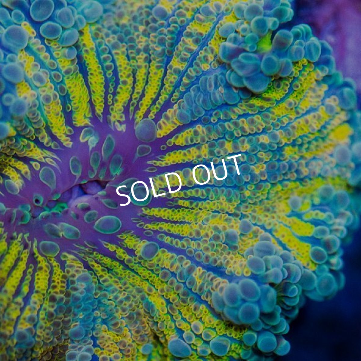 画像2: バブルディスク イエロー IDN (2)