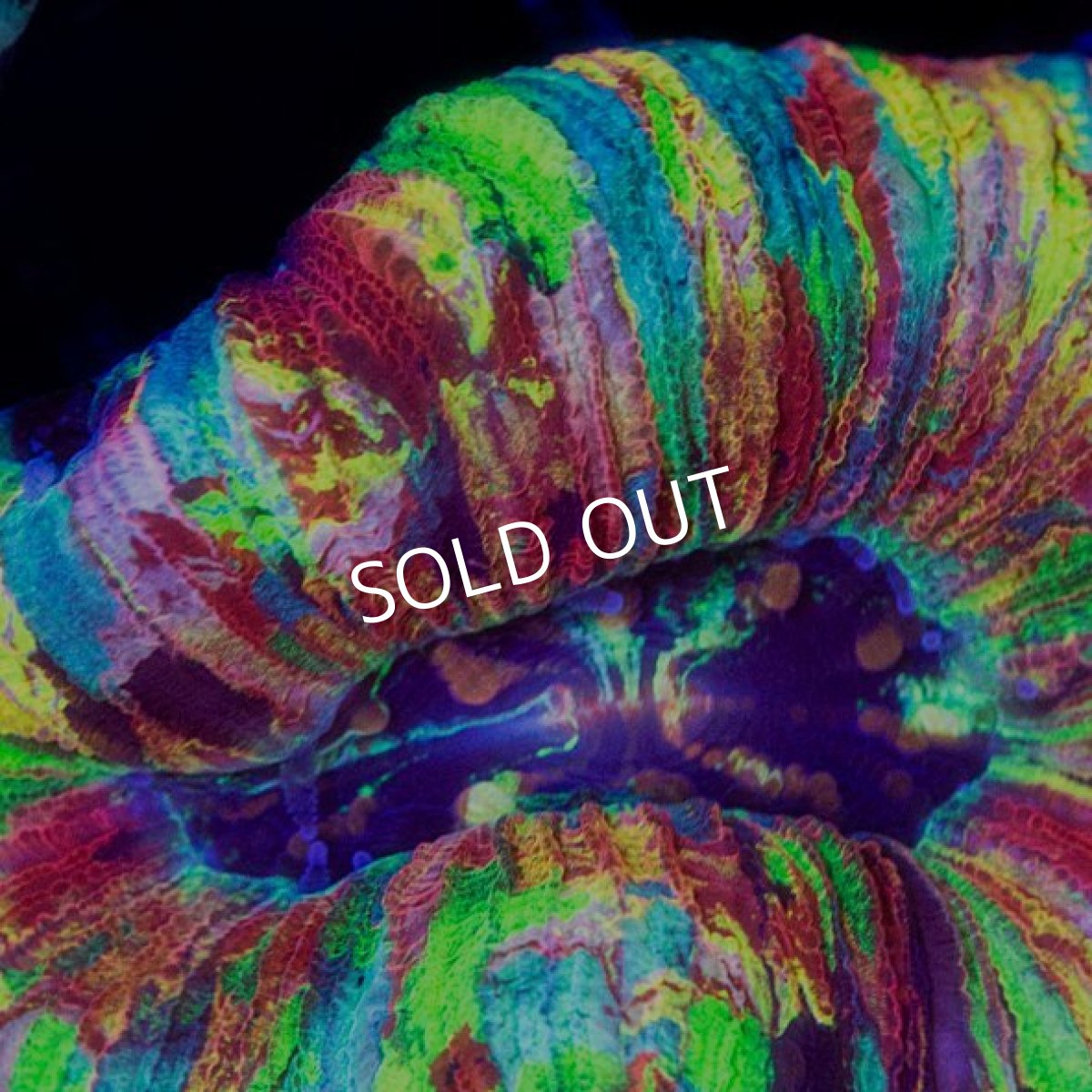 画像2: オオバナサンゴ プレミアム IDN  No.7 (2)