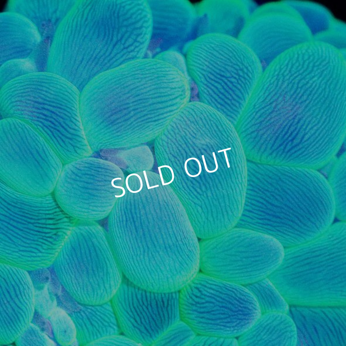 画像2: バブルコーラル IDN No.2 (2)