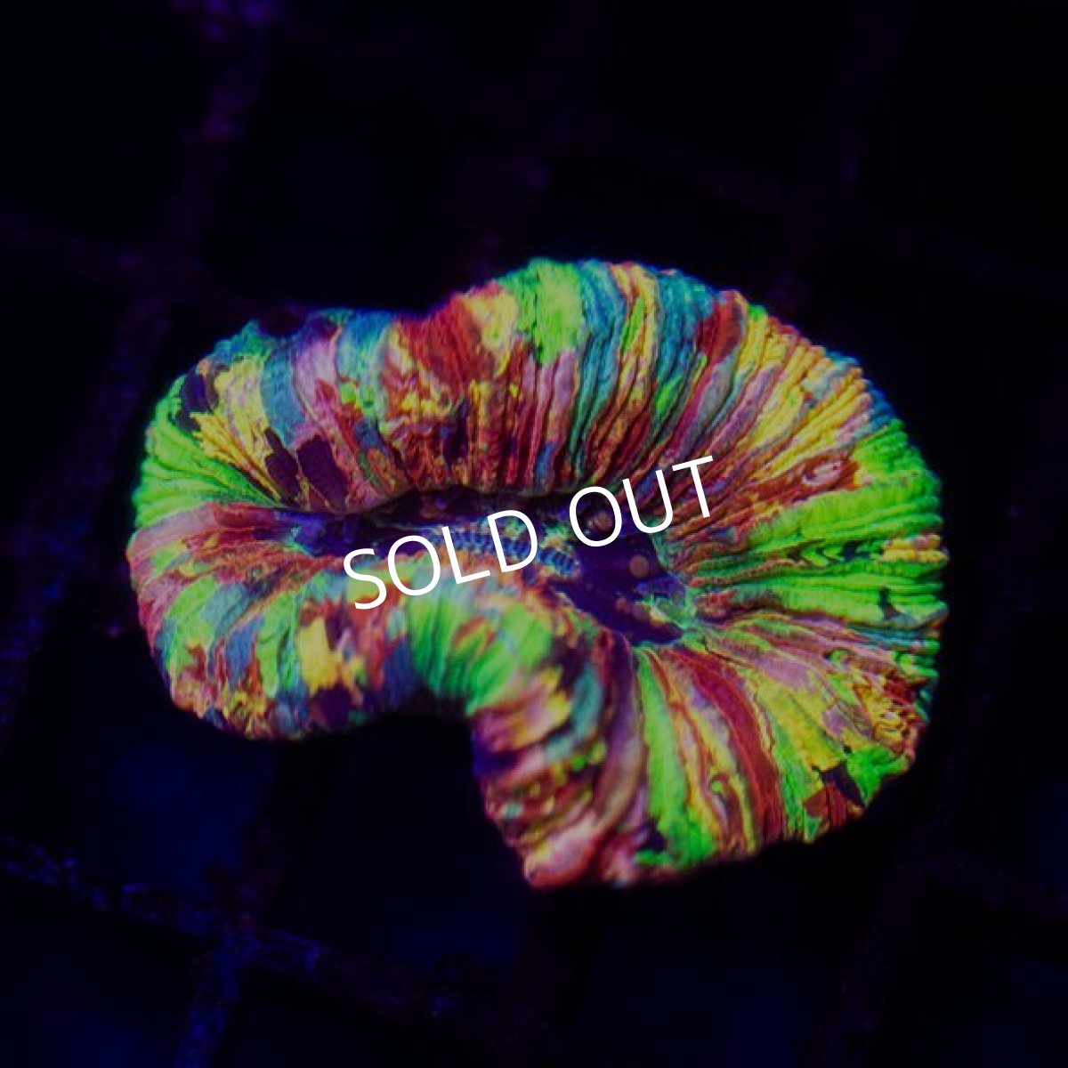 画像3: オオバナサンゴ プレミアム IDN  No.7 (3)