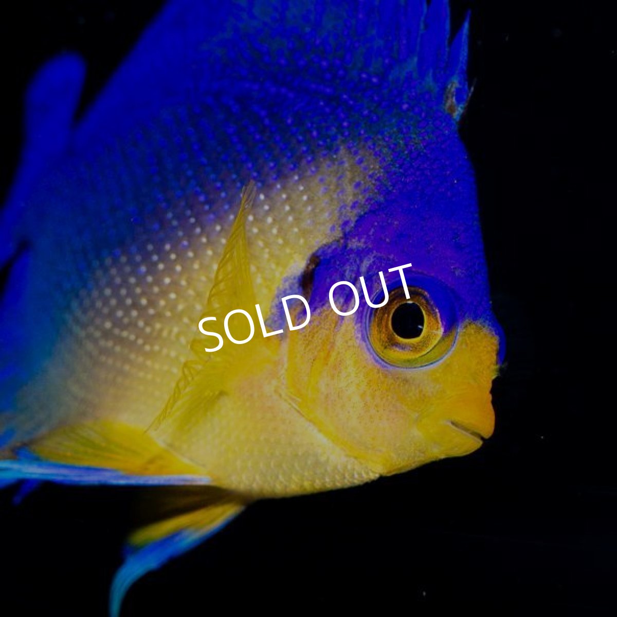 画像3: スミレヤッコ　SM　　八重山産　No.1 (3)