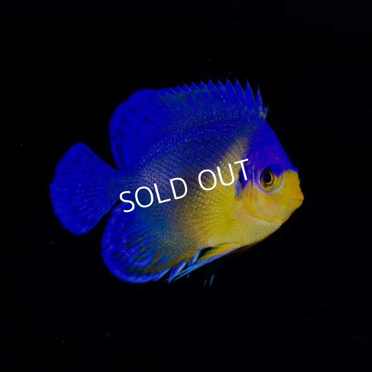 画像2: スミレヤッコ　SM　　八重山産　No.1 (2)