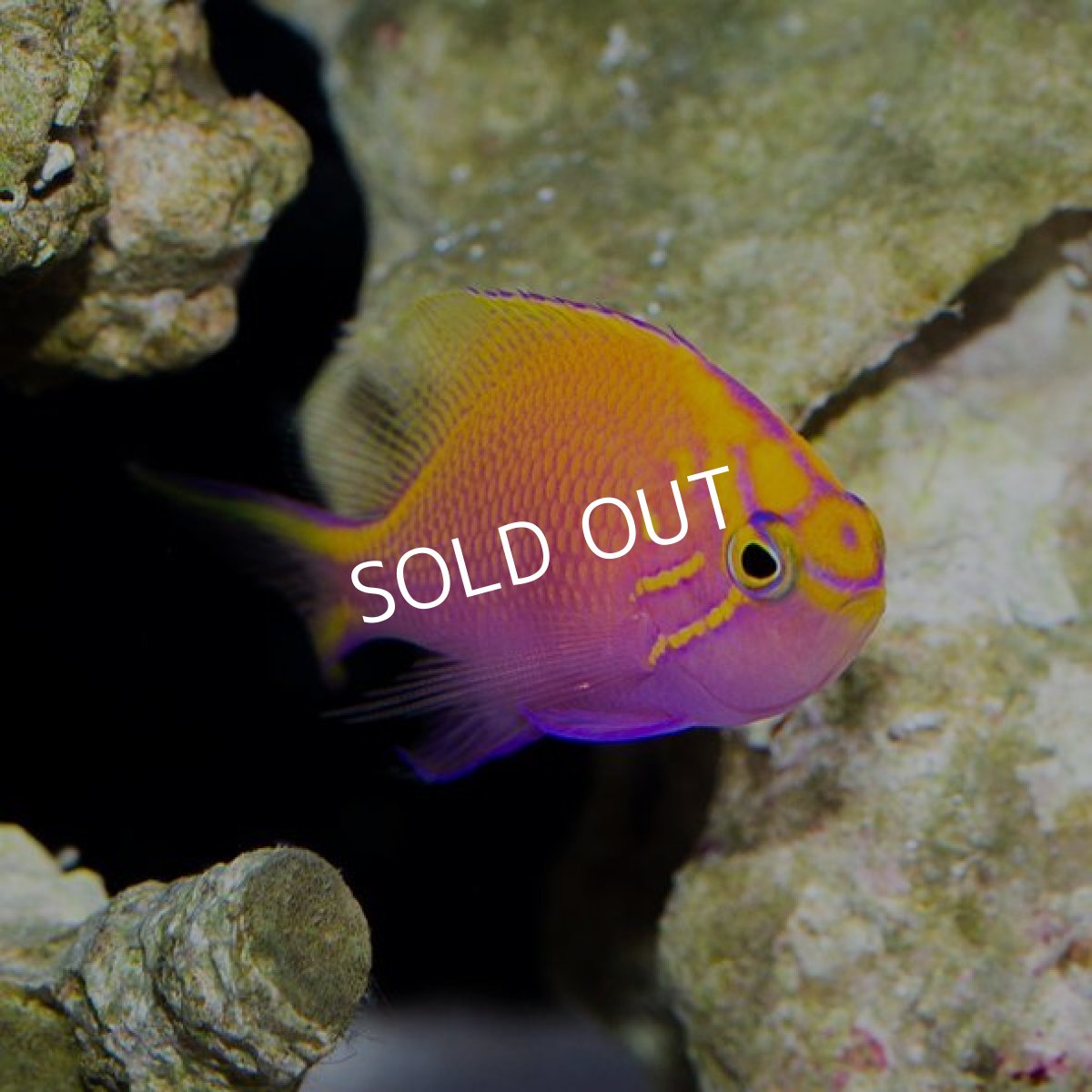 画像2: ハナゴンベ (2)