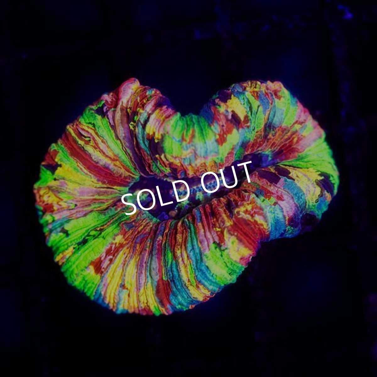 画像4: オオバナサンゴ プレミアム IDN  No.7 (4)