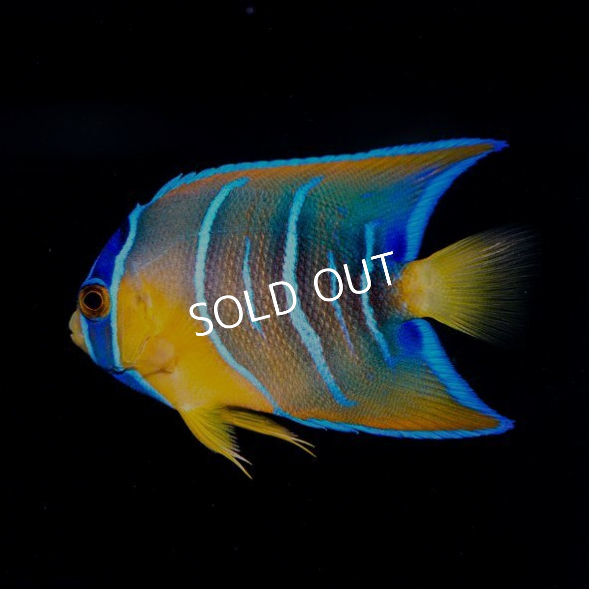 画像2: クイーンエンゼル ブラジル (2)