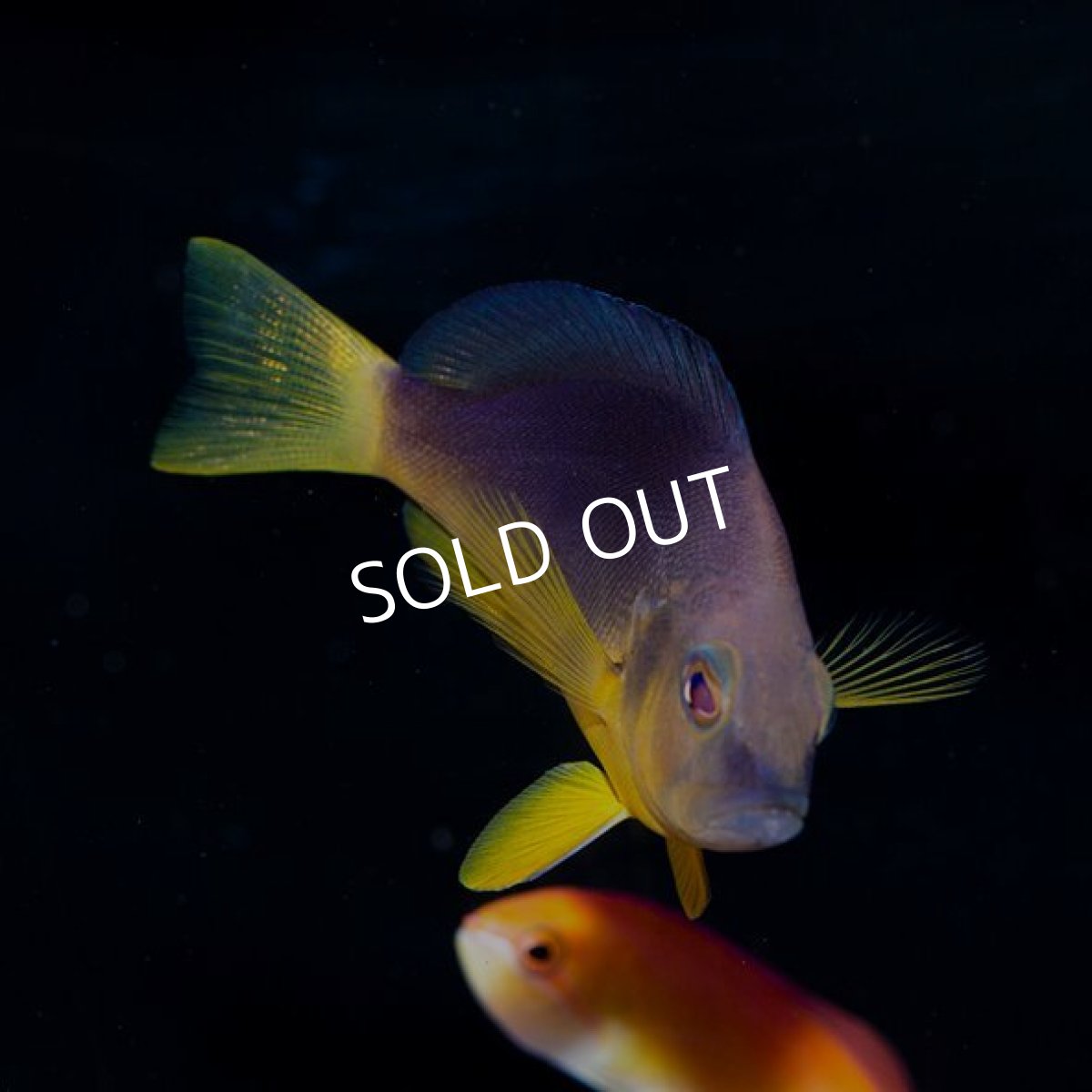 画像2: イエローベリーハムレット (2)