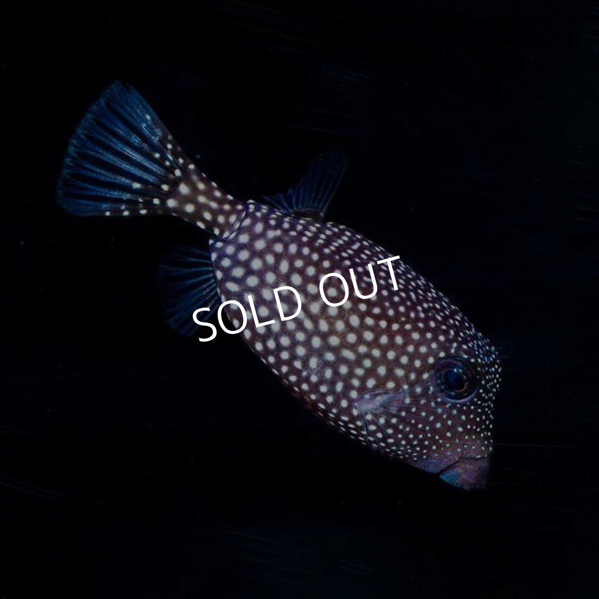 画像3: クロハコフグ　ペア (3)