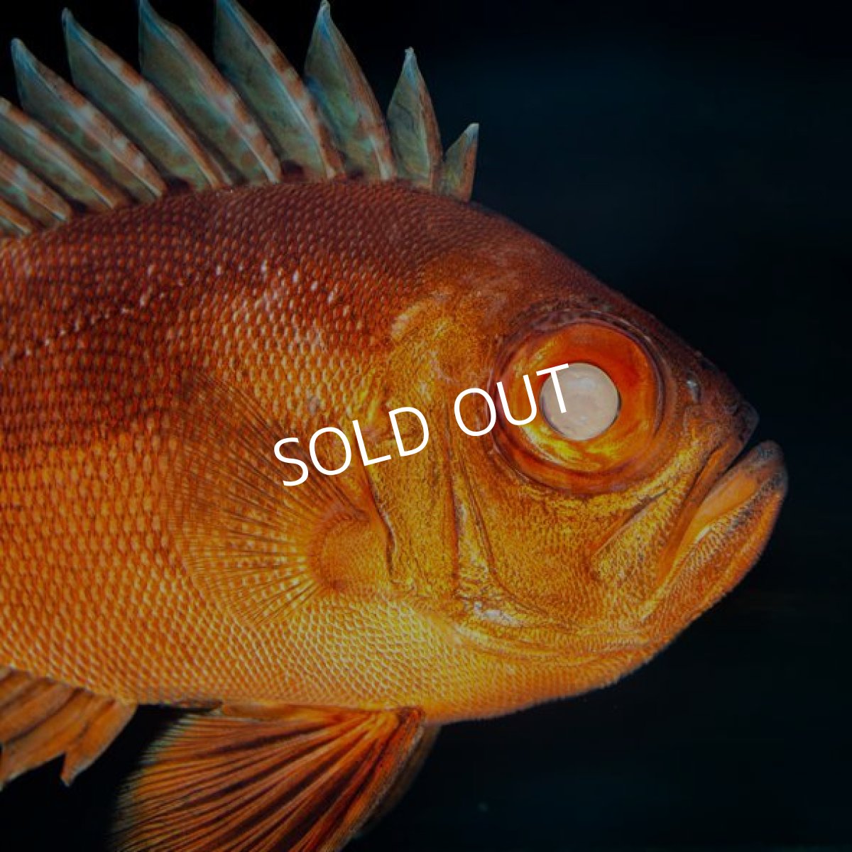 画像2: ポップアイカタルファ  (2)