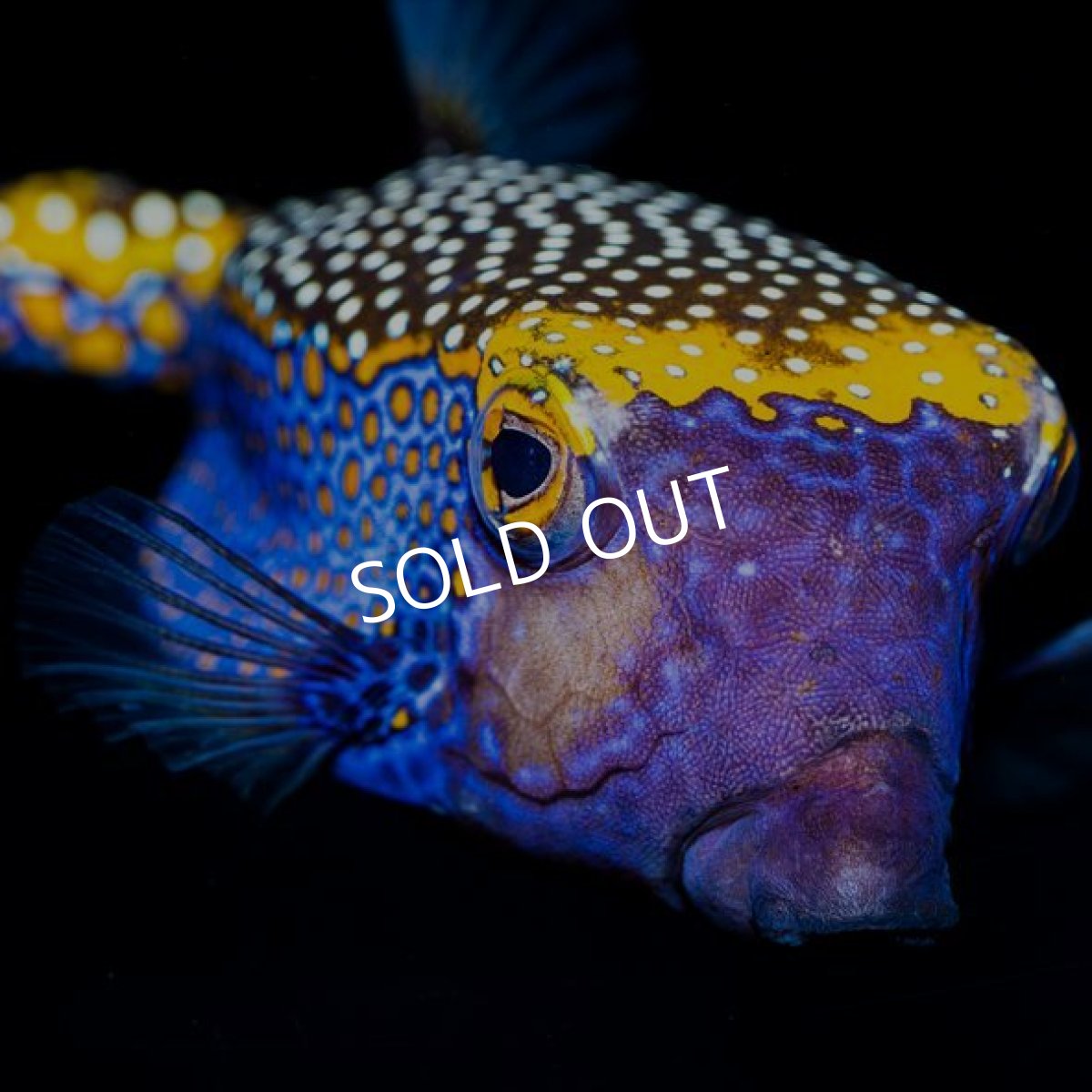 画像2: クロハコフグ　ペア (2)