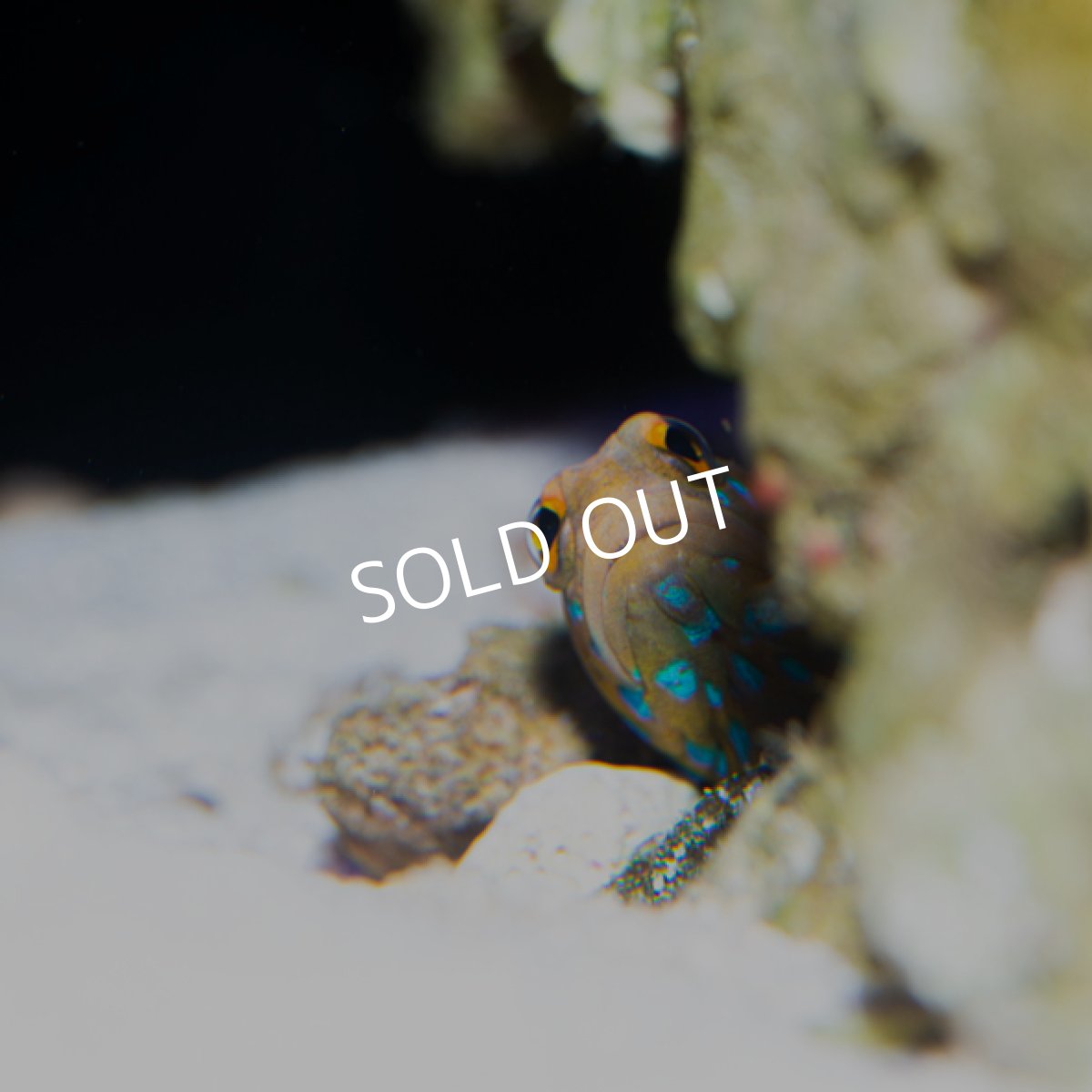 画像2: ブルースポッテッドジョーフィッシュ (2)