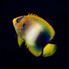 画像1: ウエストアフリカンエンゼル（アフリカヌス） (1)