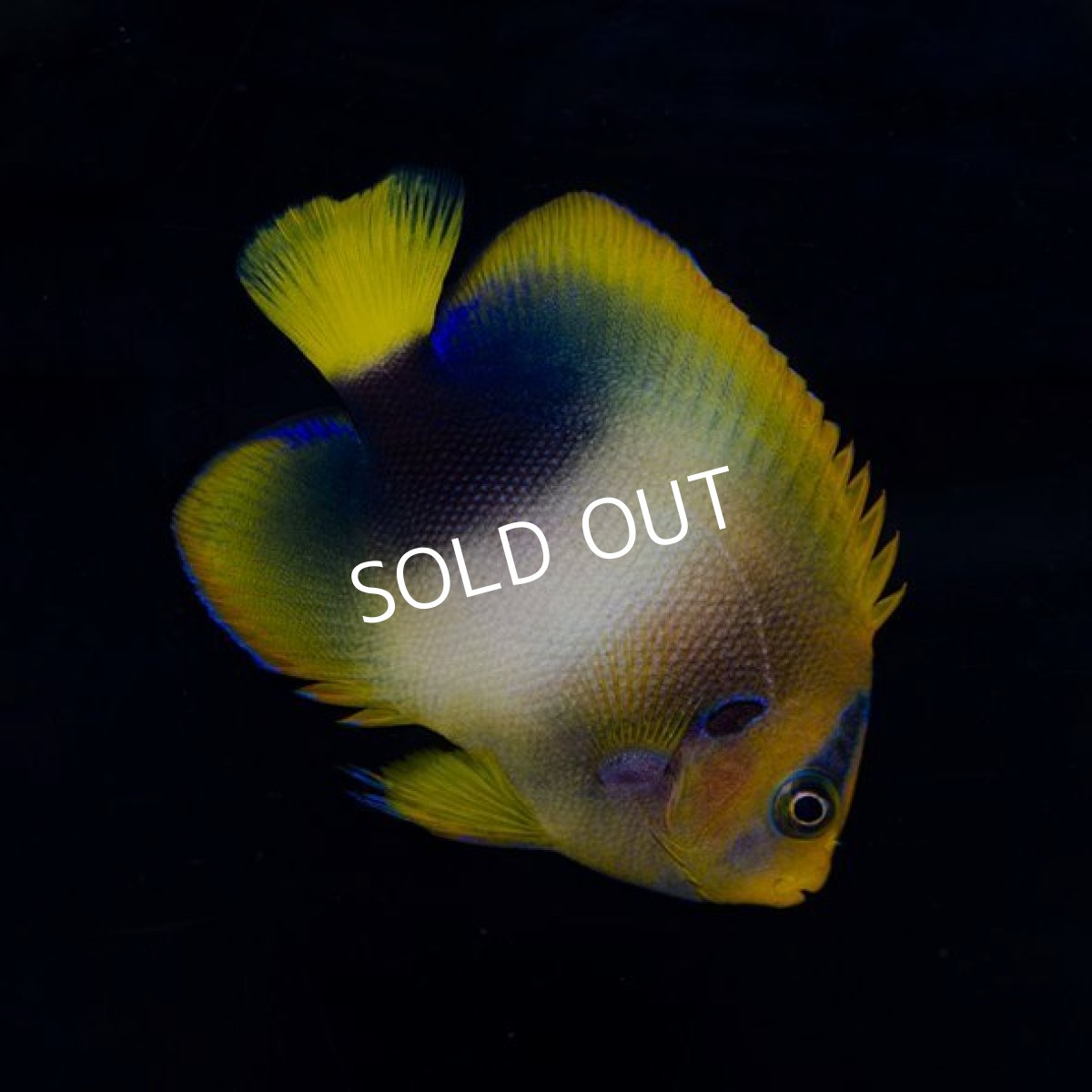 画像2: ウエストアフリカンエンゼル（アフリカヌス） (2)