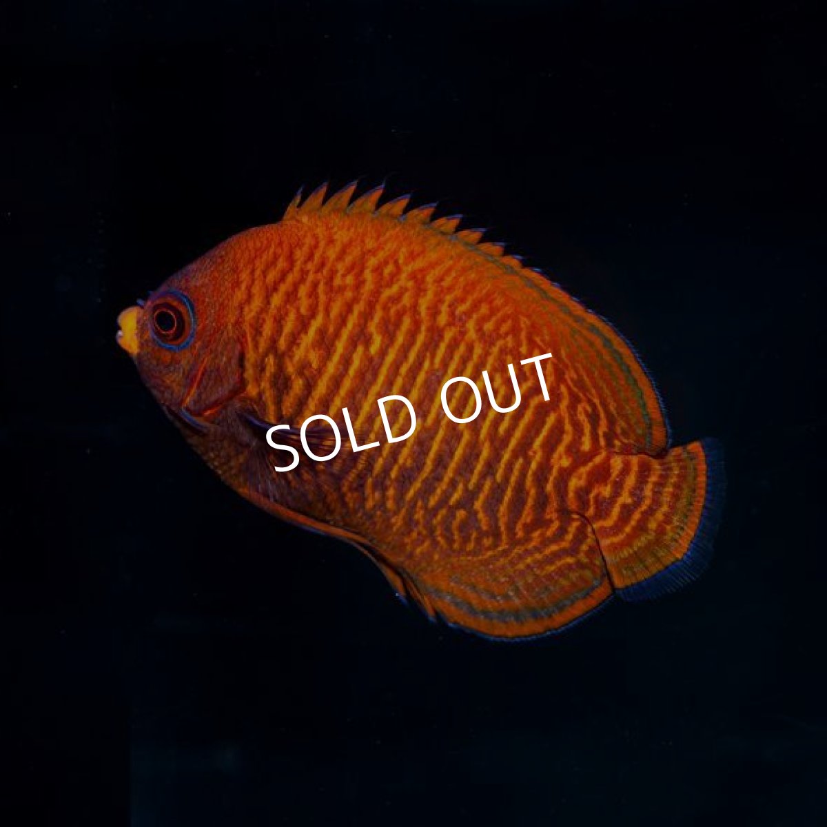 画像2: ゴールデンエンゼル (2)