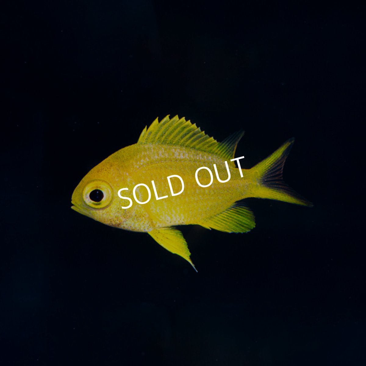 画像2: コガネスズメダイ 幼魚 伊豆産 (2)