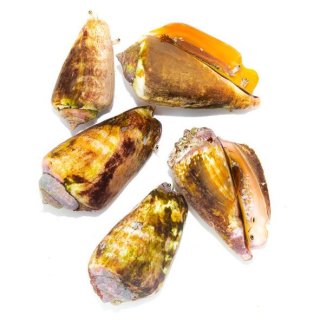 アカオビハナダイ 幼魚 伊豆産 3匹セット - 海水魚専門店 ceppo 