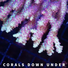 画像3: CDU Acropora Ultra No.209 (3)