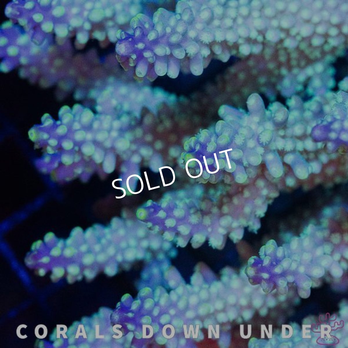 画像2: CDU Acropora Joker No.211 (2)