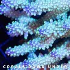 画像2: CDU Acropora Joker No.211 (2)