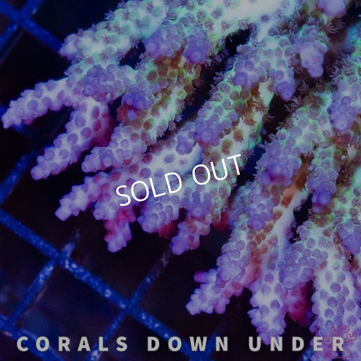 画像3: CDU Acropora Ultra No.213 (3)