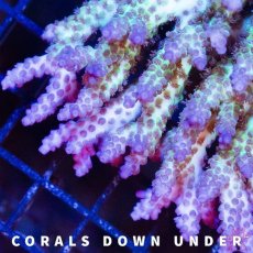 画像3: CDU Acropora Ultra No.213 (3)