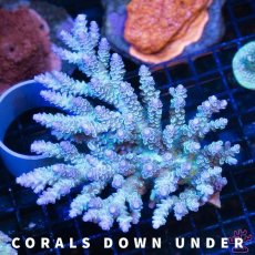 画像1: CDU Acropora Aqua licious No.208 (1)