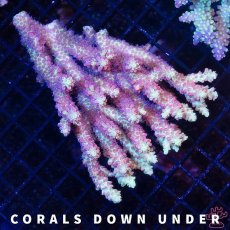 画像1: CDU Acropora Ultra No.209 (1)