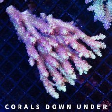 画像1: CDU Acropora Ultra No.209 (1)